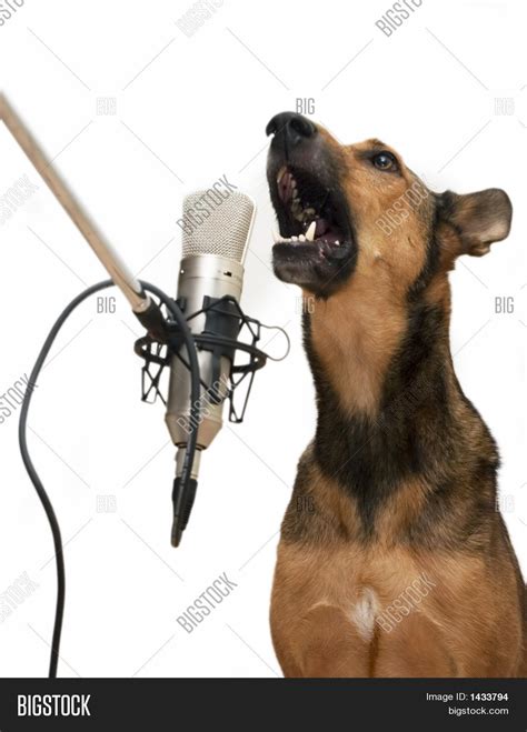 singing dog image photo  trial bigstock