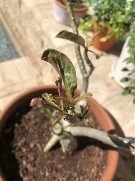 Curled desert rose leaves : r/gardening