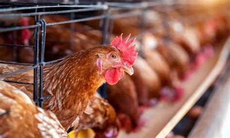 modal ayam ternak petelur  ekor  perawatannya