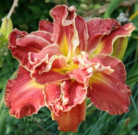 Daylily - A Beautiful Flower for Your Garden
