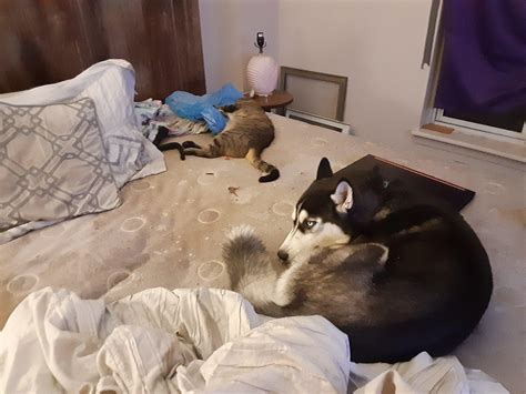 My cat hates my dog and yet they share a bed. Any idea why? : r/cat
