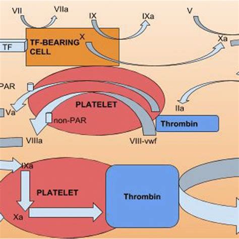 Schematic diagram for secondary hemostasis | Download Scientific Diagram