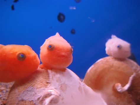Cutest Fish In The World