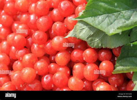 chinese sour cherry  res stock photography  images alamy