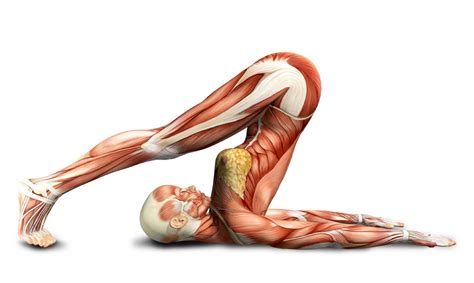 Anatomy of Yoga CPD - Sally Parkes Yoga
