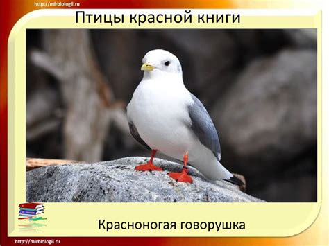 Птицы красной книги - презентация онлайн