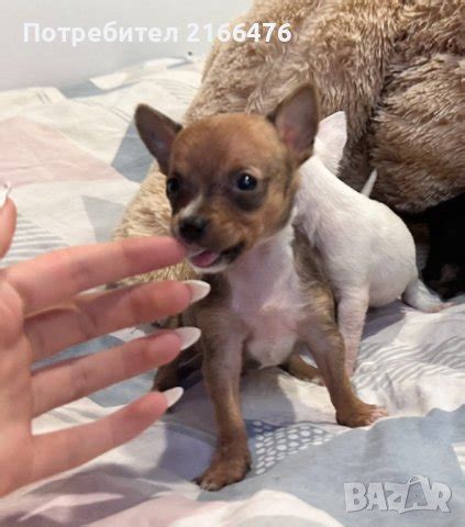 Чихуахуа в Чихуахуа в гр. София - ID43427211 — Bazar.bg
