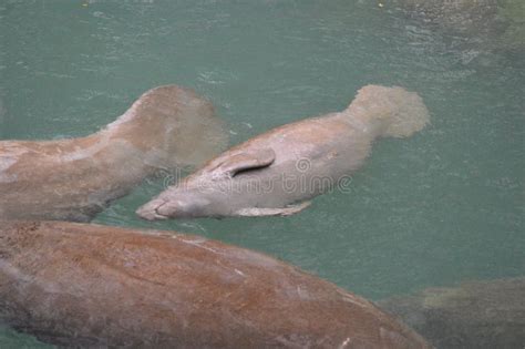 Baby Manatee stock image. Image of california, baby - 111454367