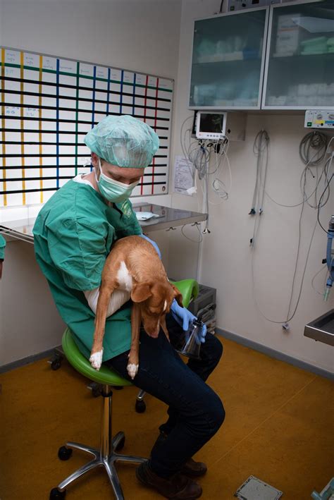 Operatie - Care4Animals