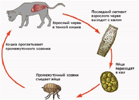 Паразиты у кошек Виды, симптомы и лечение гельминтов, блох и клещей