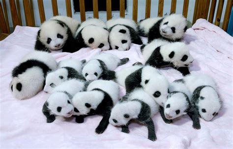 HD Panda Pandas Baer Bears Baby Cute Photo Download Wallpaper ...