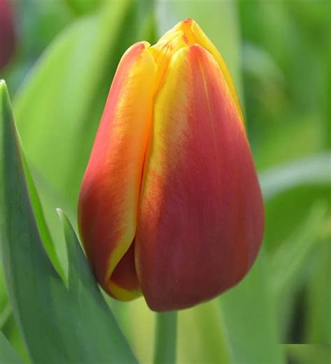 Flowerbaza