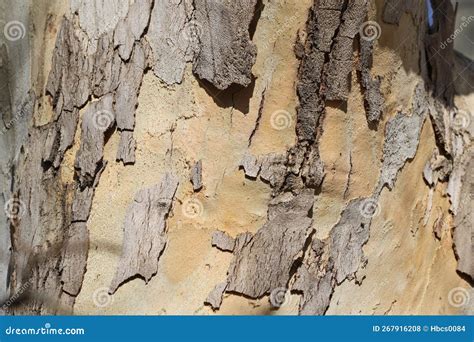 The Bark of Platanus Orientalis Linn Stock Photo - Image of flaky, bark ...