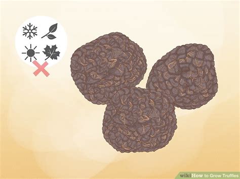 How to Grow Truffles: 13 Steps (with Pictures) - wikiHow