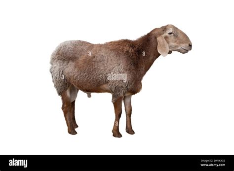 Hissar sheep Cut Out Stock Images & Pictures - Alamy