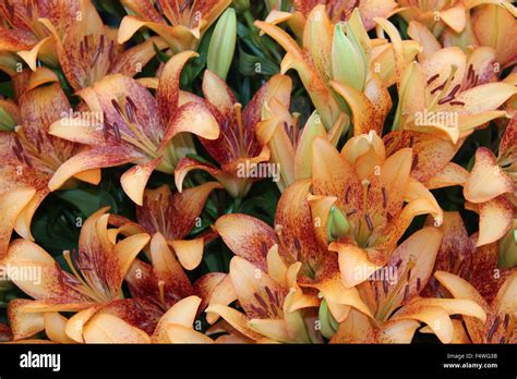 A Floral Background Image of Longwood Lily Flowers Stock Photo - Alamy