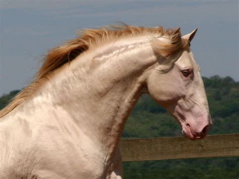 Irresistible Iberian Horse | Horses, Lusitano horse, Beautiful horses