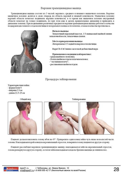 Руководство по кинезио тейпированию - презентация онлайн