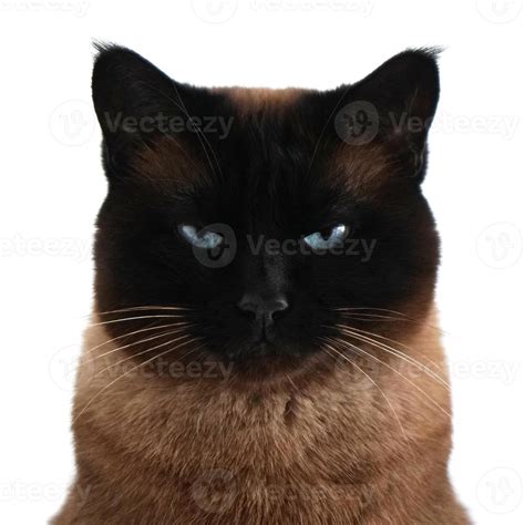 siamese cat portrait with narrowed eyes and menacing look 7291592 Stock