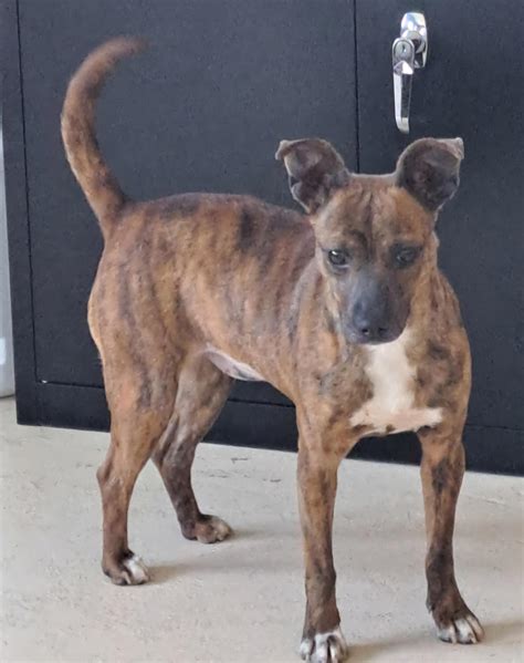 Dog for adoption - Guacamole, a Chihuahua in Dandridge, TN | Petfinder