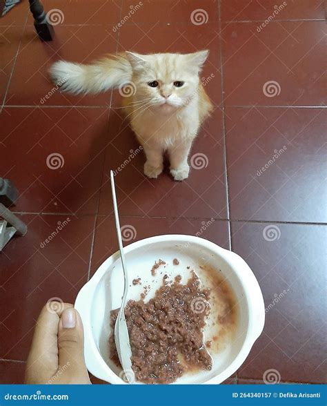 Funny Face of a Cat Asking for Food Stock Image - Image of funny, face
