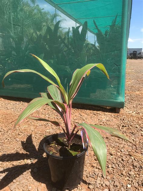 Cordyline 'Pink Diamond' - True Green Nursery