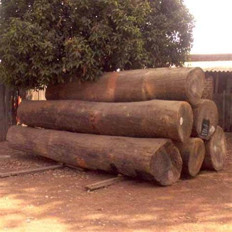 Sal Wood at best price in Raipur by Sunil Timber Company | ID: 1594155512