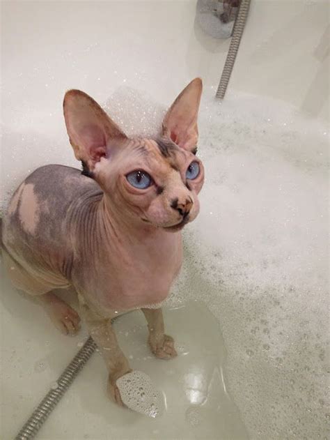 Sphynx cat | Gatti, Animali, Dipinti artistici