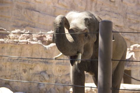 Training Zoo Animals — City of Albuquerque