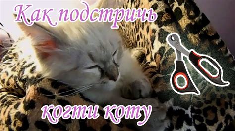Как подстричь когти коту - YouTube