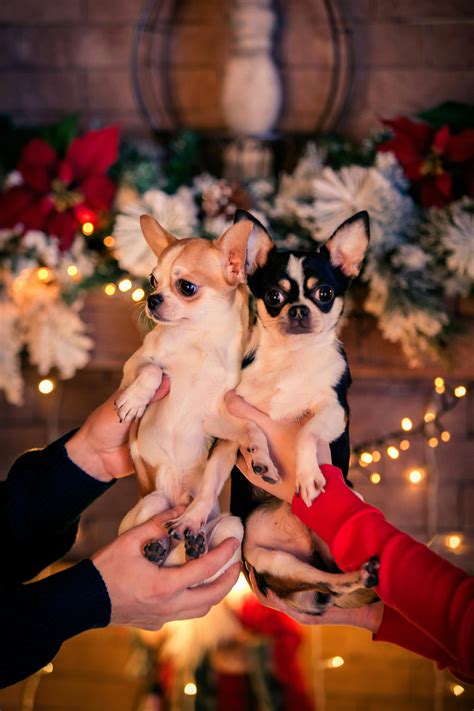 Adopters are searching for free small dogs near me this holiday 25