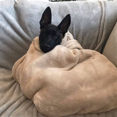 15 Pictures Only Belgian Malinois Owners Will Think Are Funny - Page 5 ...