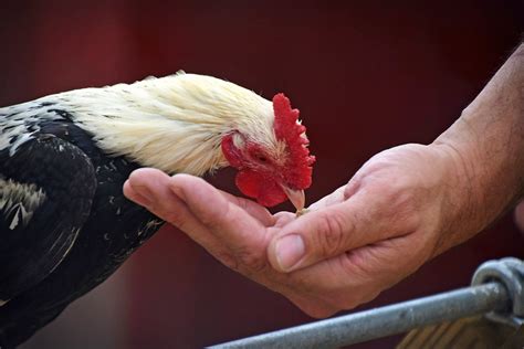A.Word.A.Day --chicken feed