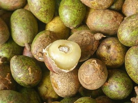buah matoa berasal  perumperindocoid