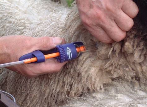 Sheep: Compliance | Helping farmers in Scotland | Farm Advisory Service
