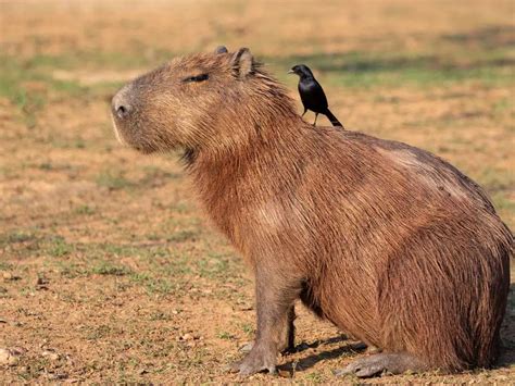 Animals of the Amazon Rainforest
