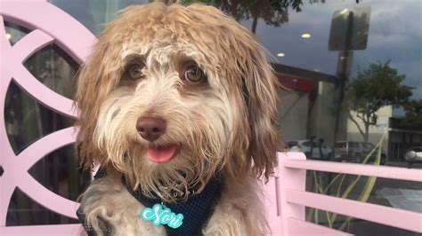 dogs with human features 4