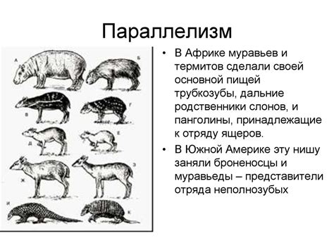 Закономерности или формы эволюционного процесса - презентация онлайн