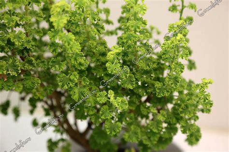Душистые пеларгонии (Scented Leaf Pelargoniums)