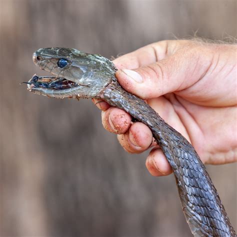 Black Mamba Vs King Cobra