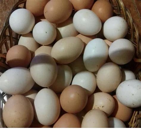 Яйцо домашнее куриное – купить в Воровском, цена 150 руб., продано 1 ...