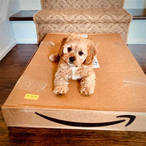 Georgia Dog Club in Calhoun, GA 30701 - (704) 7...