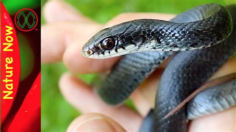 Black Racer Snakes will Bite!! - YouTube