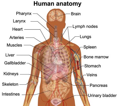 External Parts Of The Body Diagram Anatomy | MedicineBTG.com