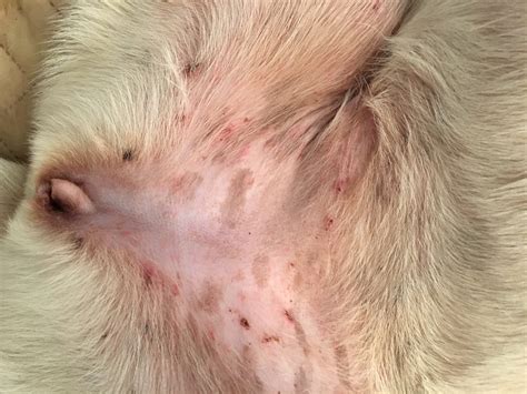 Home Remedies for Skin Rash on Dogs: Natural Solutions for Soothing