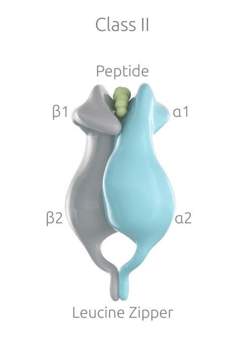 Soluble HLA Class II Proteins | Pure Protein, LLC