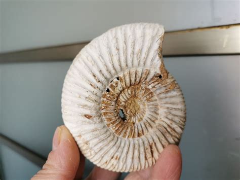 Top 37+ imagen fossil of a shell - Abzlocal.mx