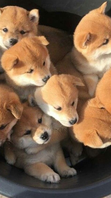Shiba Inu Puppies Wallpapers - Wallpaper Cave