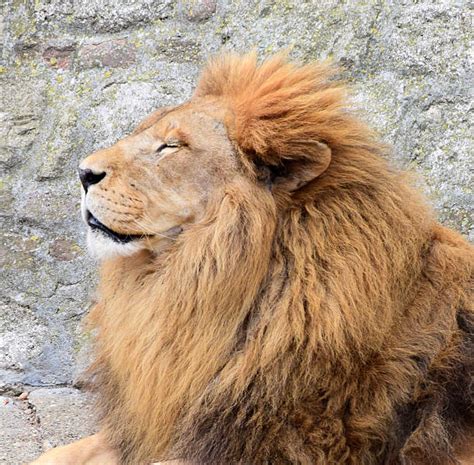 120+ Albino Lioness Stock Photos, Pictures & Royalty-Free Images - iStock