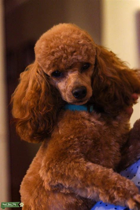 Red Miniature Poodle - Champion Bloodlines -AKC Registered - Stud Dog